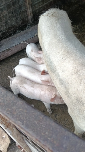 Purcei landrace de 6 săptămâni de vânzare