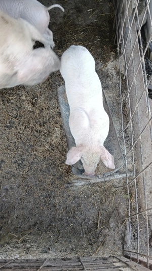 Purcei landrace de 6 săptămâni de vânzare  - imagine 3