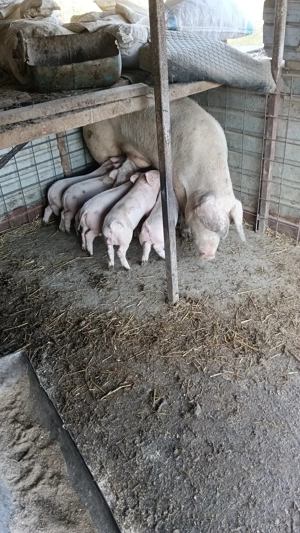 Purcei landrace de 6 săptămâni de vânzare  - imagine 5