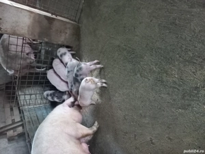 Vând purcei mai multe detalii la telefon!