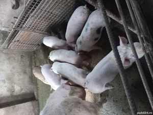 Vând purcei mai multe detalii la telefon! - imagine 3