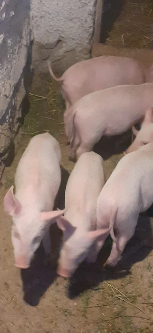 De vânzare purcei de săptămâni 8 rasă marele alb 