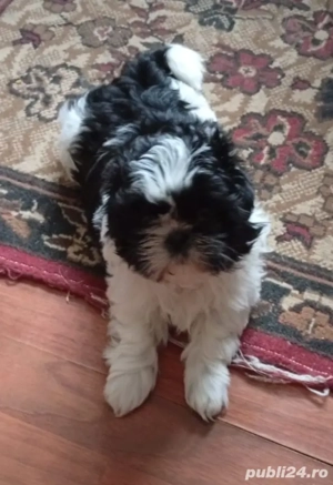 Disponibili pui shih-tzu  - imagine 2
