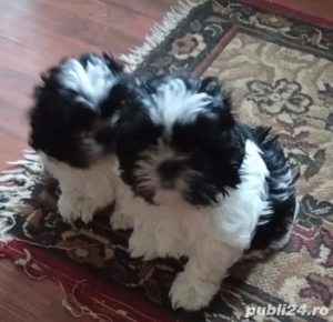Disponibili pui shih-tzu  - imagine 3