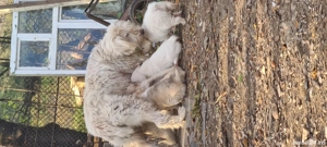 Donez catelusi, rasa, ciobanesc carpatin 