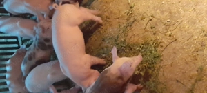 Purcei de vinzare - imagine 4 Purcei de vinzare - imagine 4