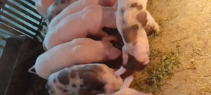 Purcei de vinzare - imagine 3 Purcei de vinzare - imagine 3