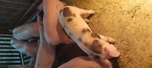 Purcei de vinzare - imagine 2 Purcei de vinzare - imagine 2