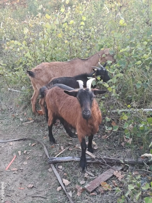 Capre alpine franceze