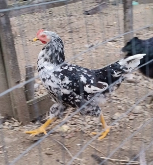 cocosi de 4,5 luni Pita Pinta Asturiana - imagine 2 cocosi de 4,5 luni Pita Pinta Asturiana - imagine 2