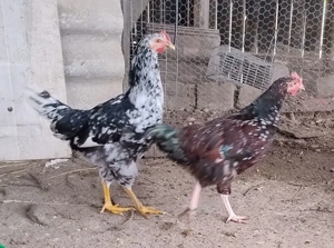 cocosi de 4,5 luni Pita Pinta Asturiana - imagine 4 cocosi de 4,5 luni Pita Pinta Asturiana - imagine 4