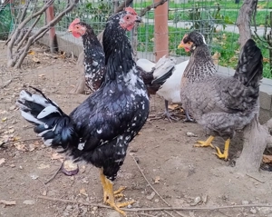 cocosi de 4,5 luni Pita Pinta Asturiana - imagine 3 cocosi de 4,5 luni Pita Pinta Asturiana - imagine 3