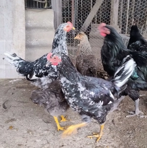 cocosi de 4,5 luni Pita Pinta Asturiana