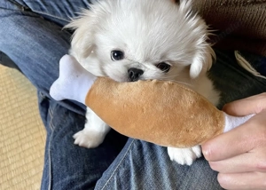 Pechinez imperial fetițe 