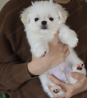 Pechinez imperial fetițe  - imagine 2