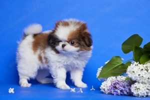 Fetițe pechinez imperial  - imagine 2