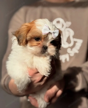 Shih tzu sitzu fetița și baiat