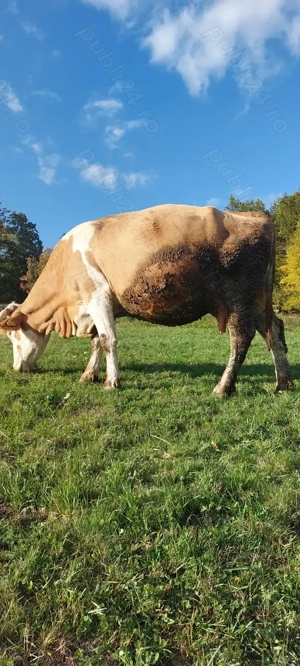Vaca  tanara de vanzare 