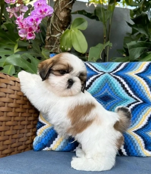 Shih tzu sitzu mascul și femelă