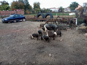 purcei bazna rasa pura 10 saptamani castrati si deparazitati an jur de 25 kg