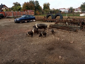 purcei bazna rasa pura 10 saptamani castrati si deparazitati an jur de 25 kg - imagine 2