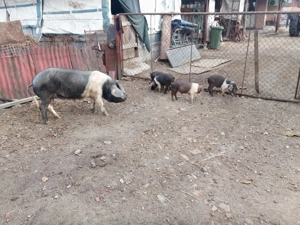 purcei bazna rasa pura 10 saptamani castrati si deparazitati an jur de 25 kg - imagine 4