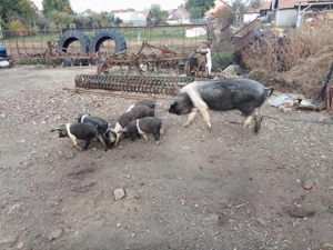 purcei bazna rasa pura 10 saptamani castrati si deparazitati an jur de 25 kg - imagine 3