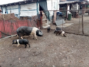 purcei bazna rasa pura 10 saptamani castrati si deparazitati an jur de 25 kg - imagine 5