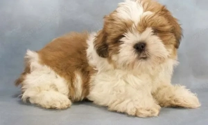 Shih-tzu sitzu fetița și băiat