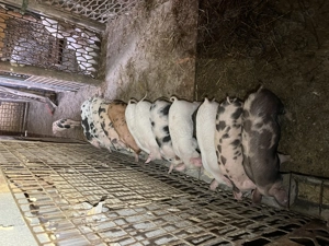 Vând purcei 7 săptămâni 