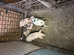 Vând purcei 7 săptămâni  - imagine 2