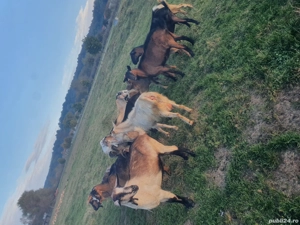 vând  capre  - imagine 4