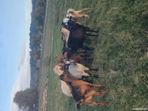 vând  capre  - imagine 3