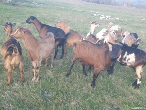 vând  capre  - imagine 2