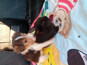 Căței Fox Terierri sârmos  - imagine 2 Căței Fox Terierri sârmos  - imagine 2