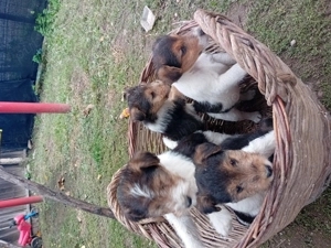 Căței Fox Terierri sârmos  - imagine 5 Căței Fox Terierri sârmos  - imagine 5