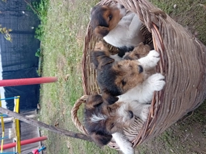 Căței Fox Terierri sârmos  - imagine 4 Căței Fox Terierri sârmos  - imagine 4