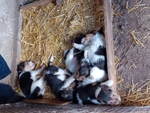 Căței Fox Terierri sârmos  - imagine 3 Căței Fox Terierri sârmos  - imagine 3