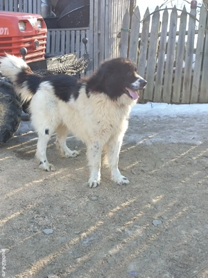 ciobanesc de bucovina - imagine 2