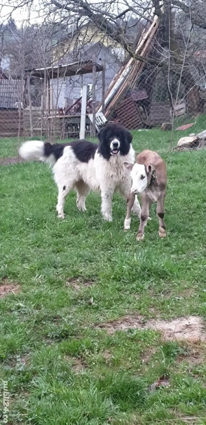 ciobanesc de bucovina