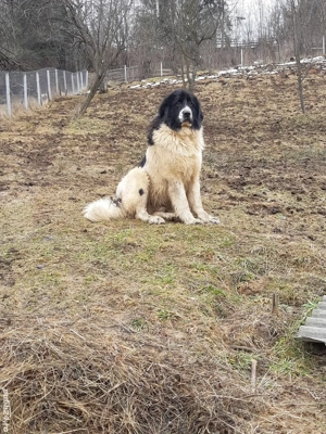 ciobanesc de bucovina - imagine 4