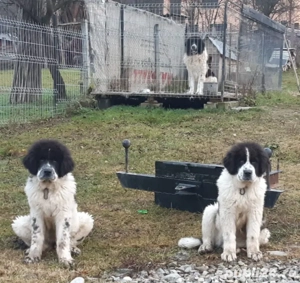 ciobanesc de bucovina - imagine 3