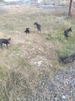 Catei de intors oile