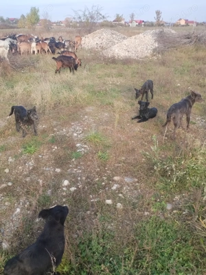 Catei de intors oile - imagine 2