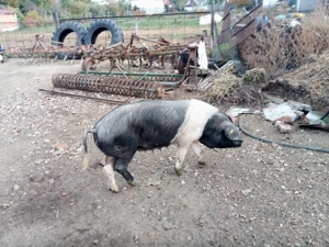 scrofita bazna rasa pura dupa prima fatare