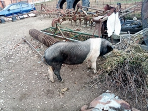 scrofita bazna rasa pura dupa prima fatare - imagine 2 scrofita bazna rasa pura dupa prima fatare - imagine 2