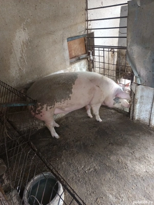porc de vanzare