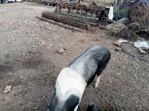 scrofita bazna rasa pura dupa prima fatare - imagine 3 scrofita bazna rasa pura dupa prima fatare - imagine 3