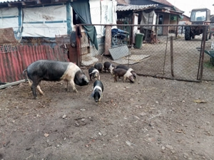 scrofita bazna rasa pura dupa prima fatare - imagine 5 scrofita bazna rasa pura dupa prima fatare - imagine 5