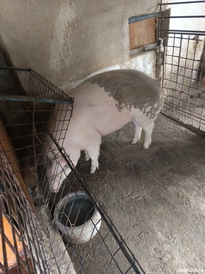 porc de vanzare - imagine 2